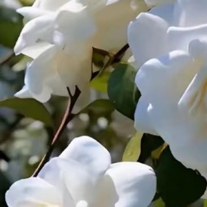 0000栀子花种植方法：1.光照适宜：栀子花喜充足散射光，宜放置于光线明亮但无