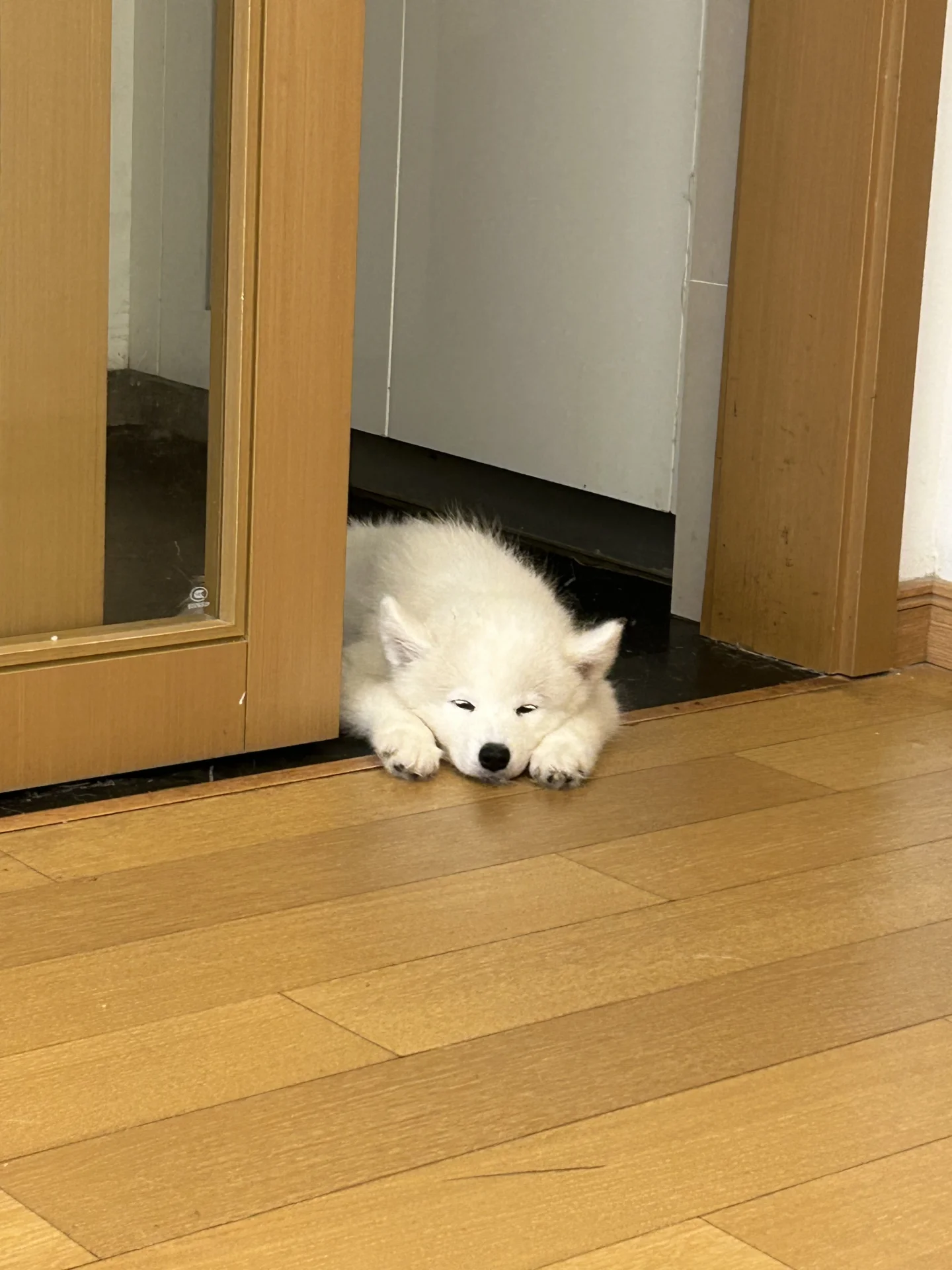 宝宝 你像一头小牛