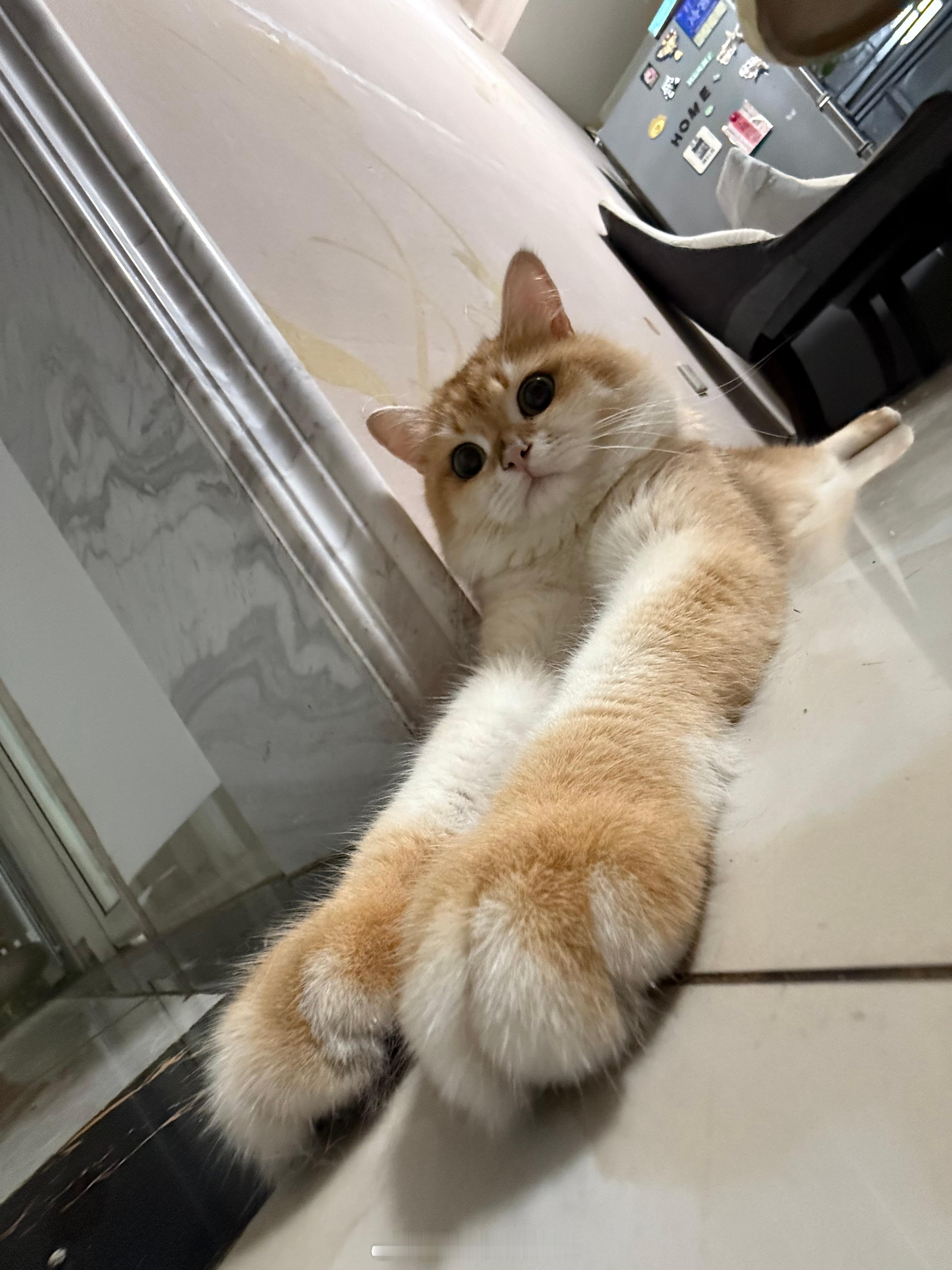第一次见引导型小猫第一次见腿这么长的小猫显腿长拍照别的茂密多学着点吧​