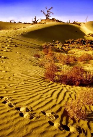 为什么现在要大规模的治理塔克拉玛干大沙漠，一个33万平方公里区域，因为以色列可以