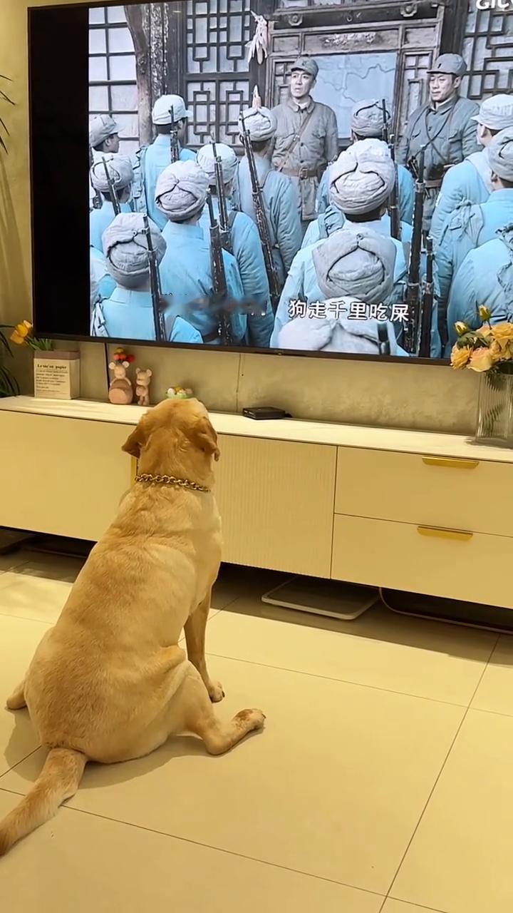 这狗听懂了，每次放这个片段它都会骂骂咧咧的。吃鬼子的肉还要嚼碎它的骨头。狼走千