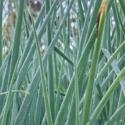 种植微公益又到了栽葱季节，怎样才能种好葱选择合适的品种根据当地的气候条件和个人需