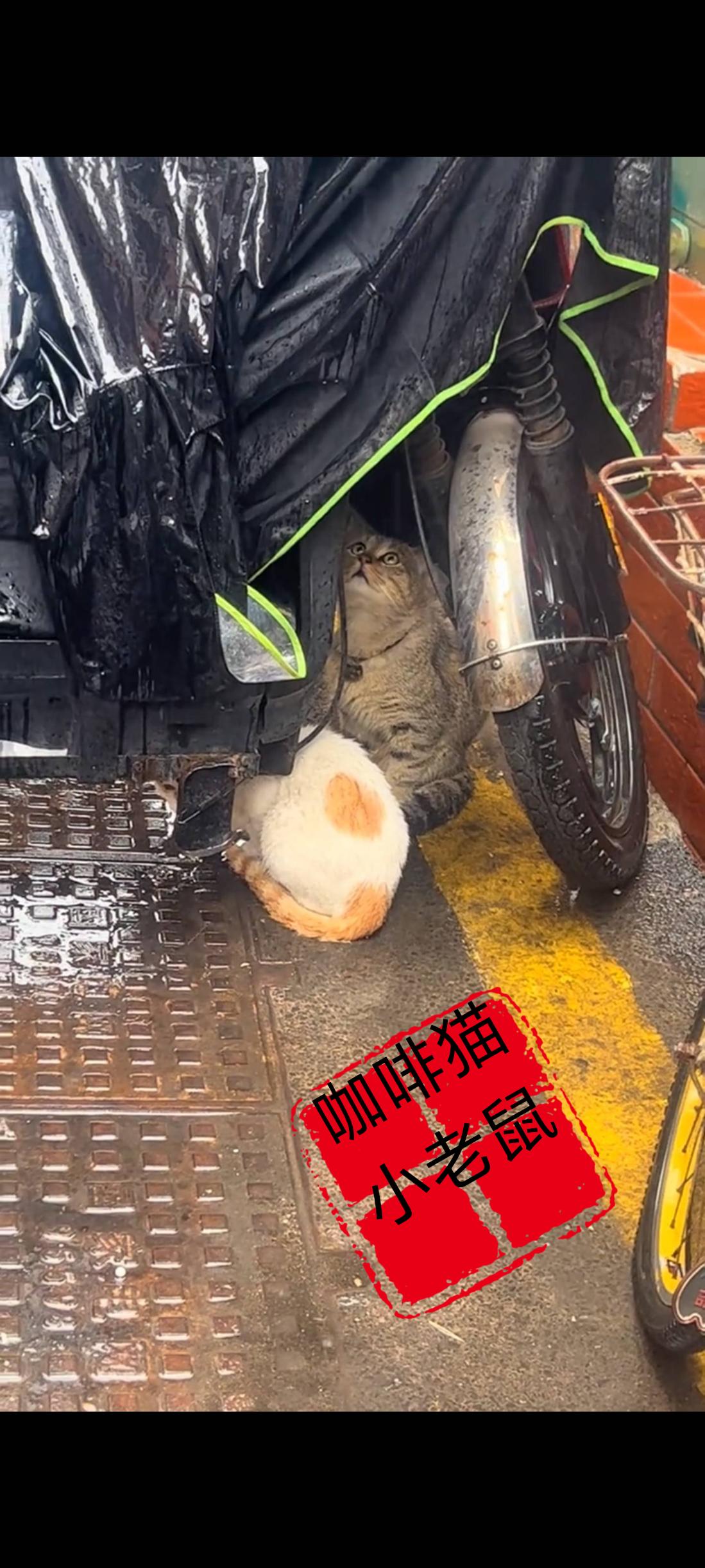 两只无家可归的流浪猫，为了躲避极端的暴雨天气，竟然相互依偎在了一起，躲藏到了一辆