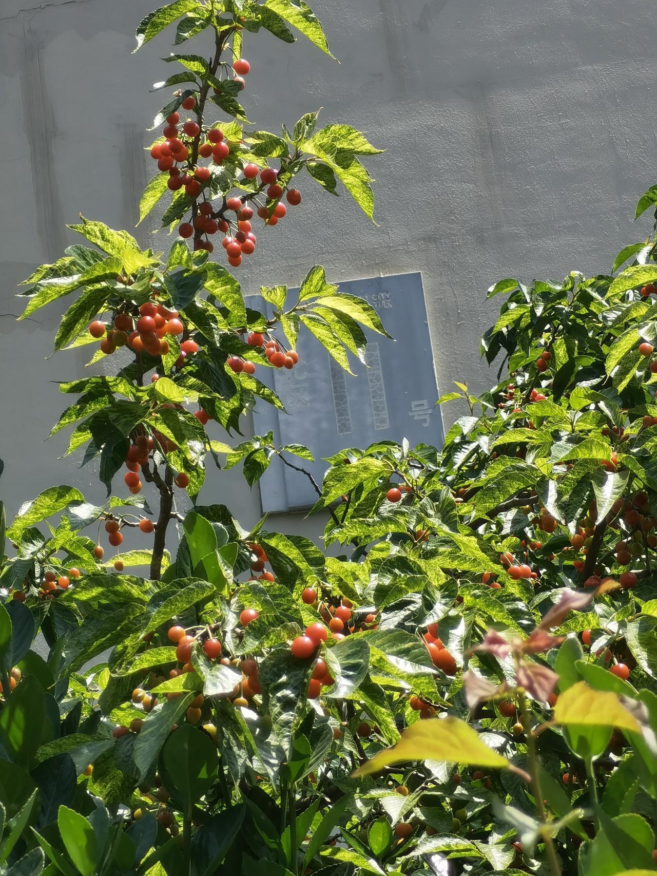 今天读到了刘震云老师小说中的一段话，太扎心："人给牲口起名是为了使唤，有名字
