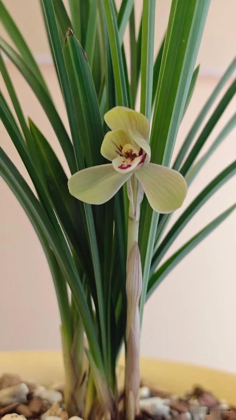 蕙芳雅韵四季飘香—中山公园兰花展蕙芳园位于内坛西北角，为弘扬中国兰花文化以