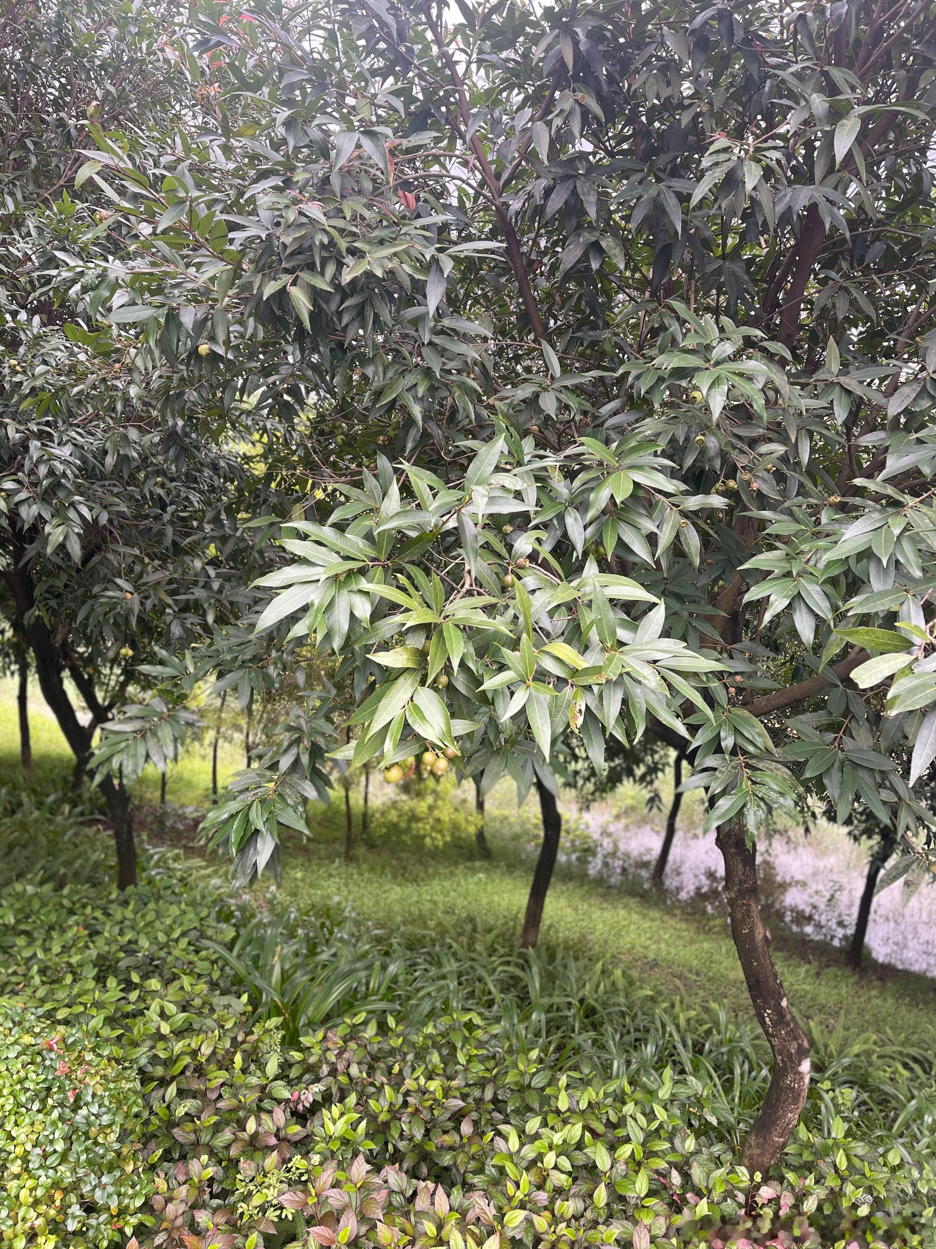 大家有没有吃过这种果满满的儿时味道现在不敢乱吃了可能里面有很多虫子视驾哥的汽车观
