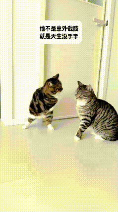 见过命最硬、气场最强的小猫，真的被它震撼到了！这只三花猫生来就与众不同，天