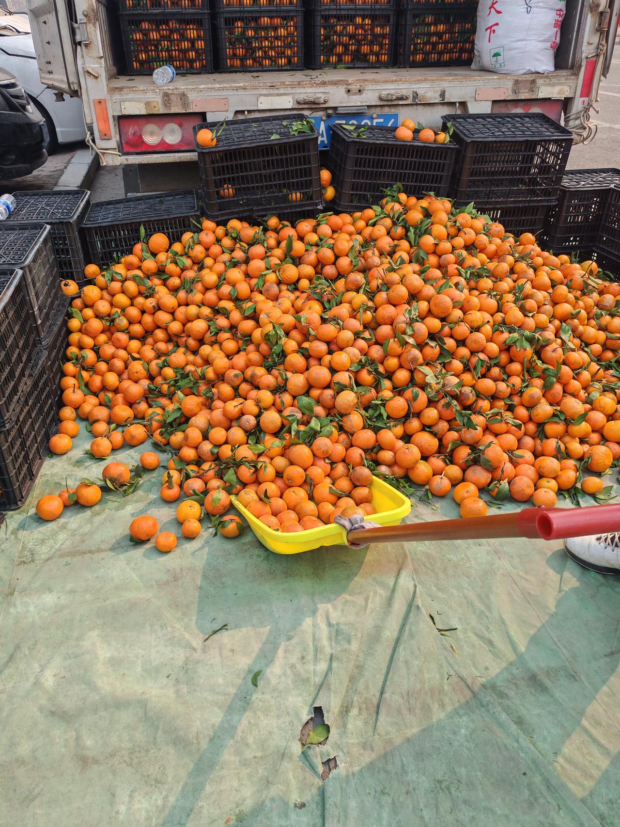 今年真是奇怪，到这个时候了，还有大车在卖沃柑，而且是很甜，水灵灵的。记得每年