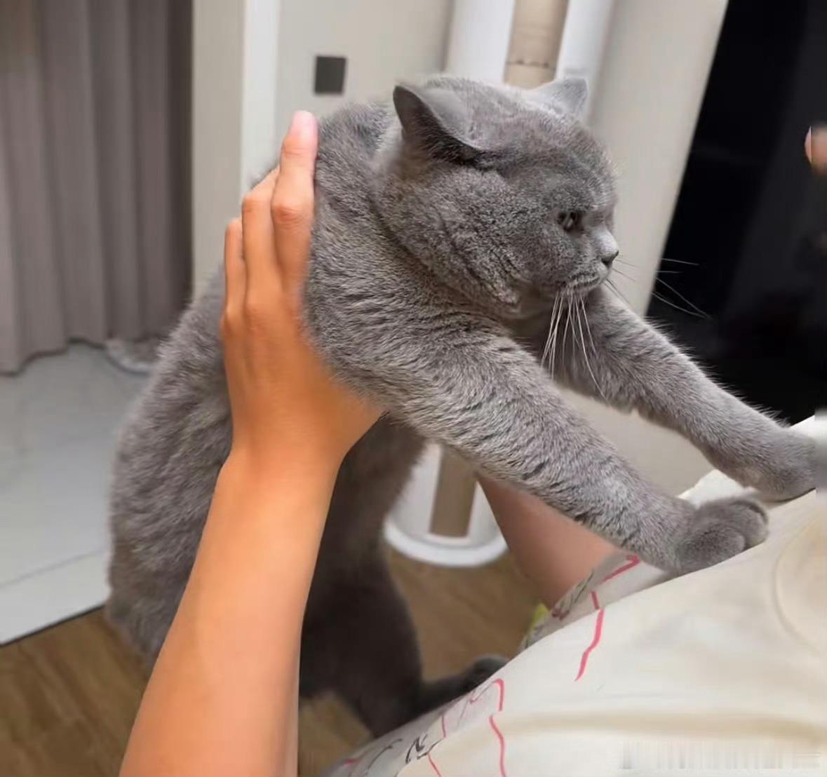 犟种小猫抱起来是这样的我！永不屈服！​​​
