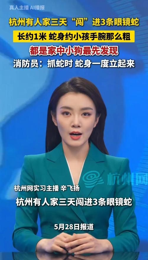 太吓人！杭州一家人3天闯进3条眼镜蛇，全靠家里小狗救命！5月下旬的杭州建德
