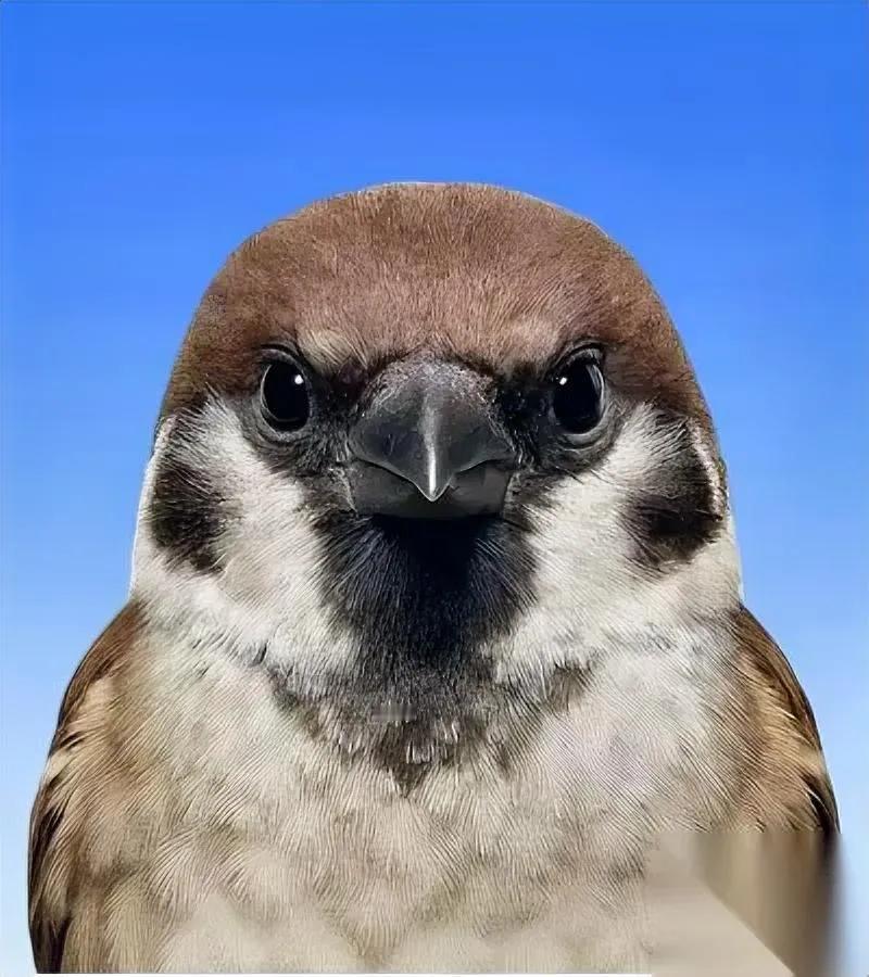 麻雀居然是“爱心小天使”？刷到个视频，一只鹦鹉混在麻雀堆里吃粮——冬天食物本