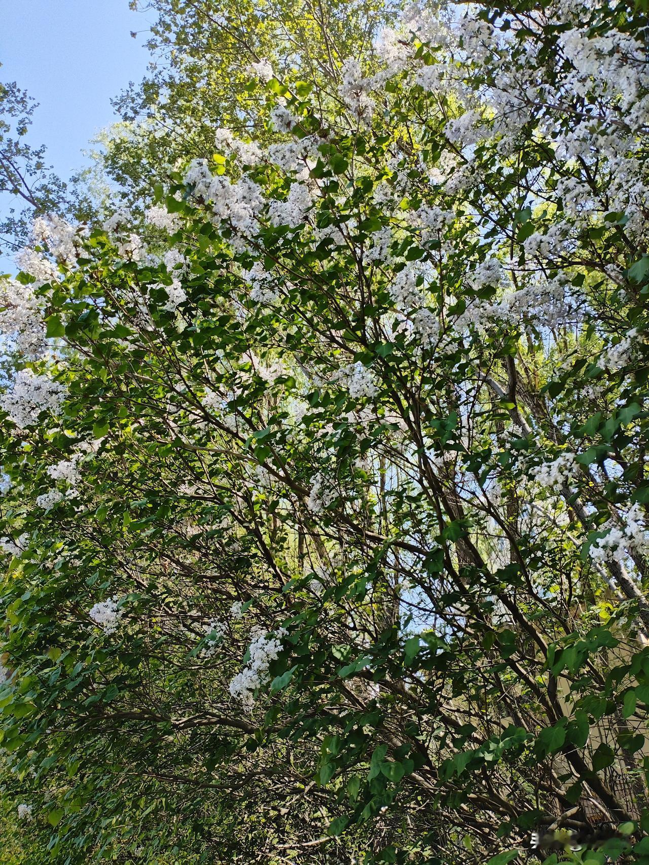 稻城亚丁景区圈路收费，这个怎么会合法？土地是国家的。作为景区，至多有使用权
