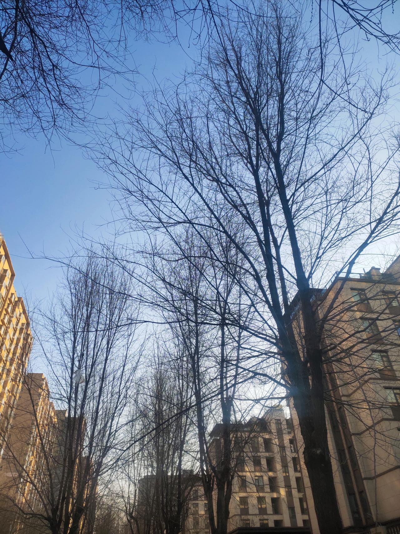 冬日里的树木，褪去了繁华的叶裳，在寒冷中随风枝条舞动，以遒劲之姿，尽显冬韵之美