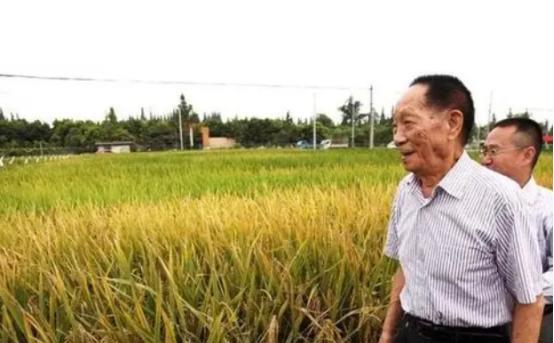 海水稻只能长在盐碱地里，结出来的稻米又硬又难吃，买的人甚少，经济价值不大，为什么