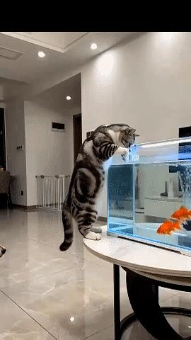 你们家狗是不是也老想偷吃猫粮？我家那狗子就这德行，一肚子坏水儿，没事儿就贼兮兮