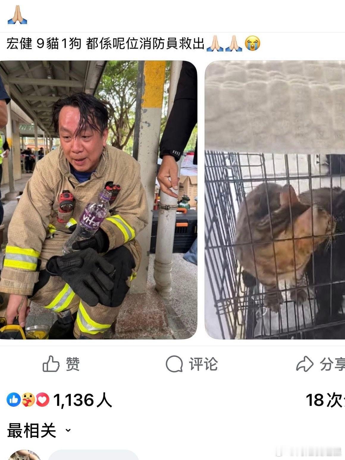 众生平等具象化了，这些猫猫狗狗都被救出来了，也不枉它们的主人发文求助香港火灾被救