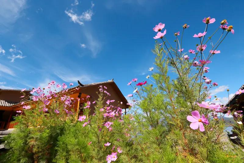 太可怕了！12月，有女游客在云南丽江泸沽湖景区旅游，入住泸沽湖山屿海湖景度假酒店