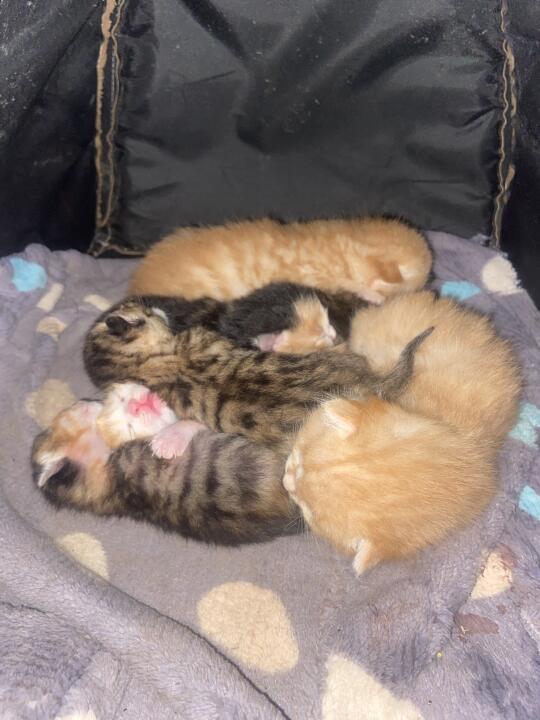 为六只小猫咪寻找有缘人