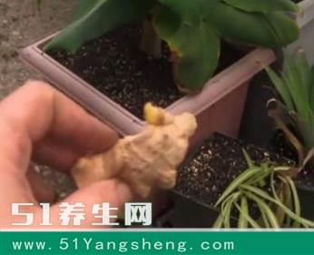 生姜不用买, 一个花盆就能种出来, 3年都吃不完