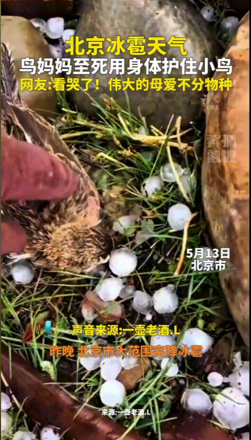 “万物皆有灵！”北京，天气多变突然下冰雹，路人发现草丛里有鸟叫声，凑近一看竟然发