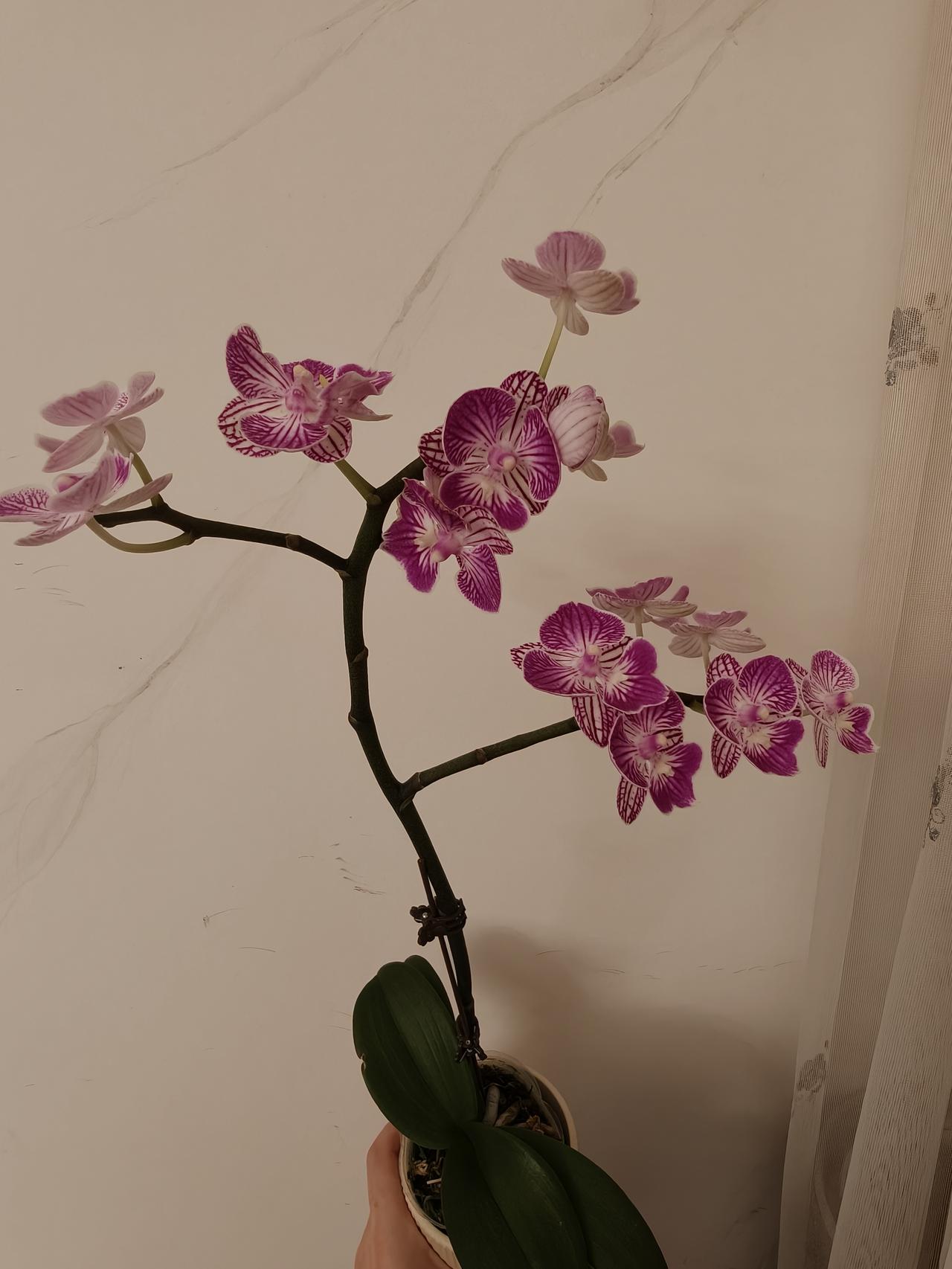 我爱我的儿媳，她虽懒却赢了全家人的心我家儿媳进门四年，从来没洗过一次衣服，也没