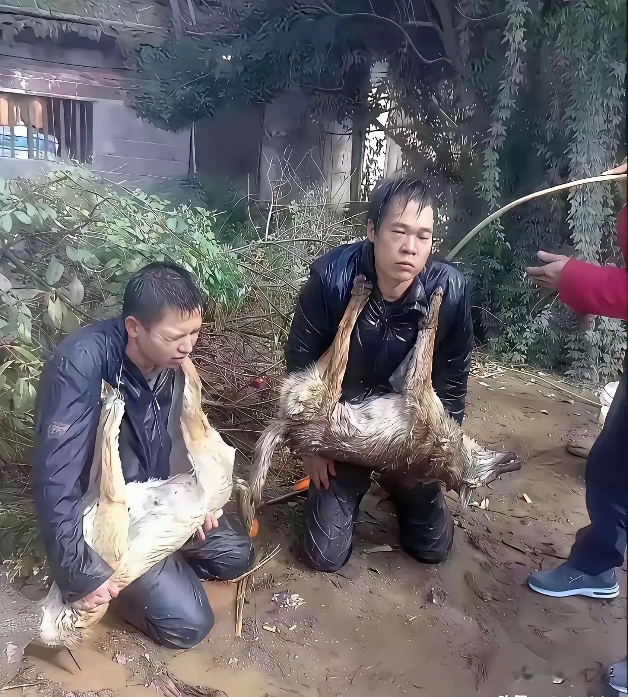 我相信他们不会改变，事后仍然会偷鸡摸狗！