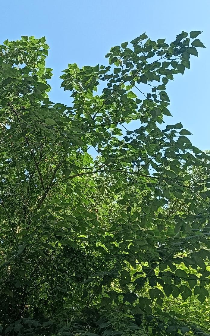 想想就怕！上午趁孙女不在家，我把邻居喊到了家里，让她把小猫抱走了。昨天我坐在沙