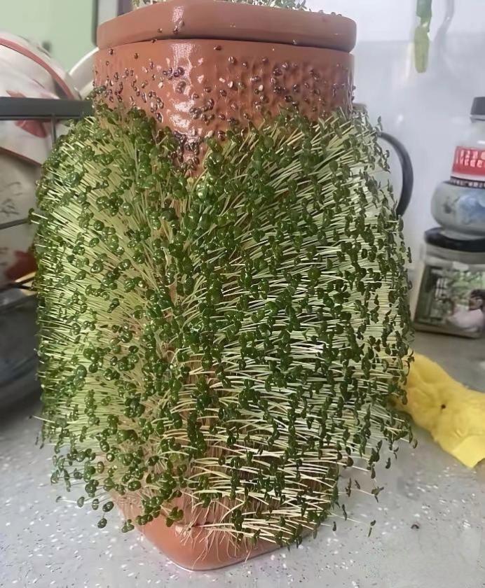 这个豆芽怎么还发芽了呢