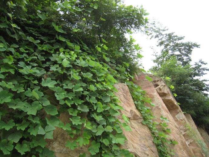 之前农民讨厌的一种植物, 现在身价“大涨”, 野生的都快被挖完了