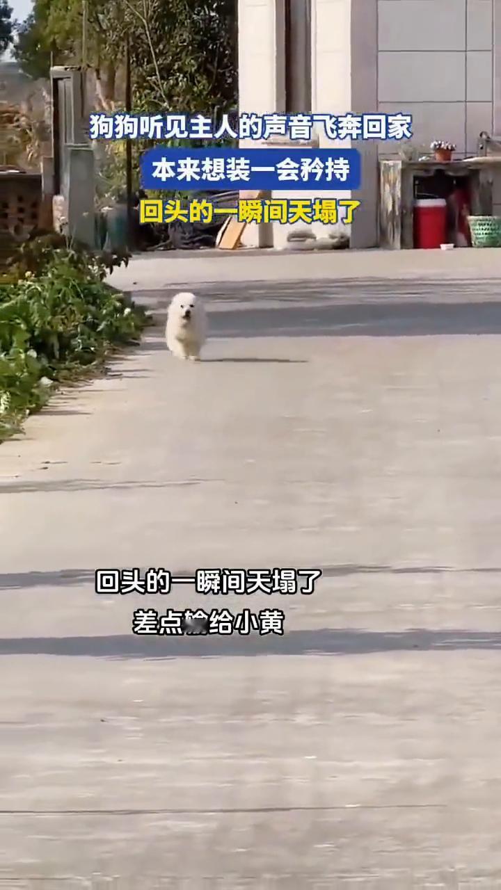 狗狗听见主人的声音飞奔回家，本来想装一会矜持，回头的一瞬间天塌了，差点输给小黄。
