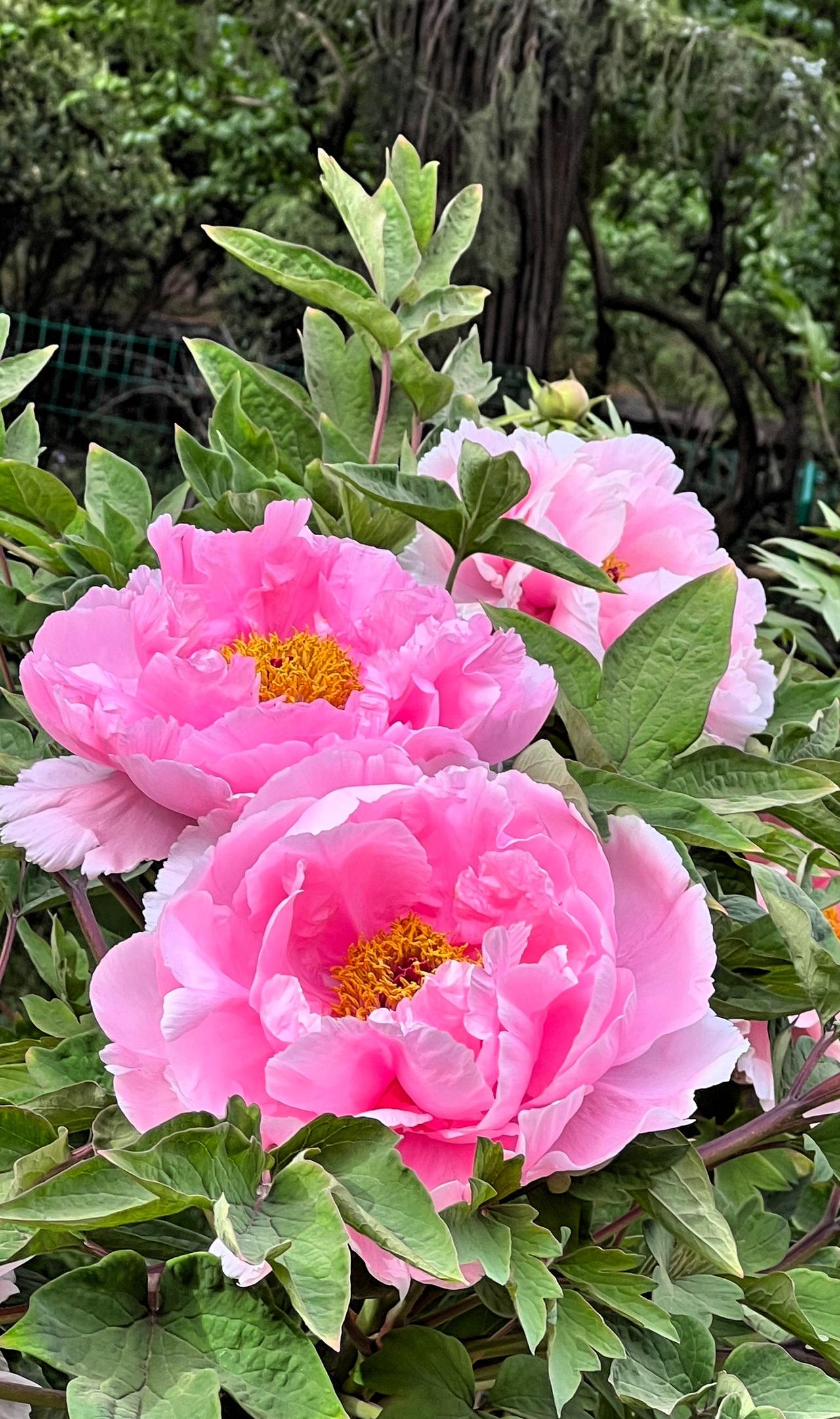 牡丹花美景图片分享春日赏花：粉嫩欲滴的牡丹花，绽放在春日暖阳下，美不胜收！晒图笔