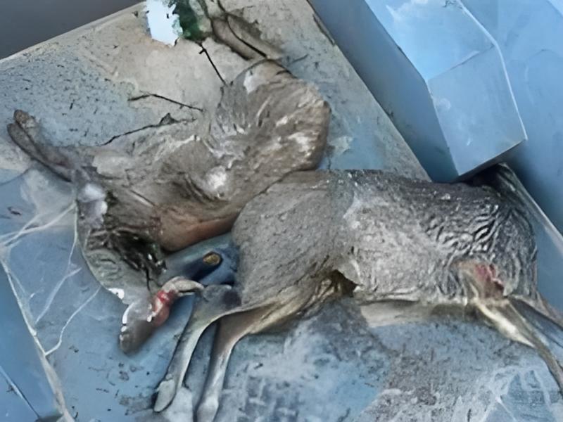 震怒！3人用无人机5天猎杀9只马麝，雌麝直接遗弃，4个麝香换暴利被批捕！这起