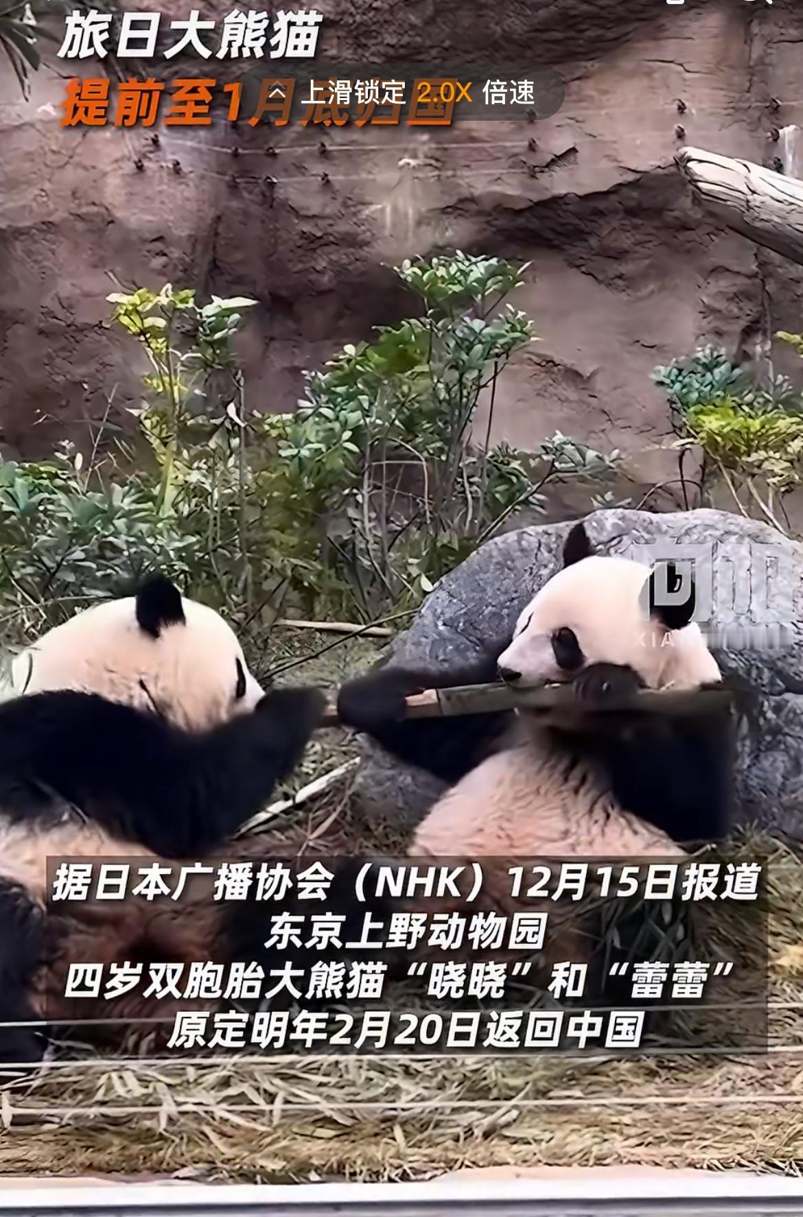 旅日大熊猫“晓晓”和“蕾蕾”要回国啦，这消息太让人振奋！它们2021年出生在