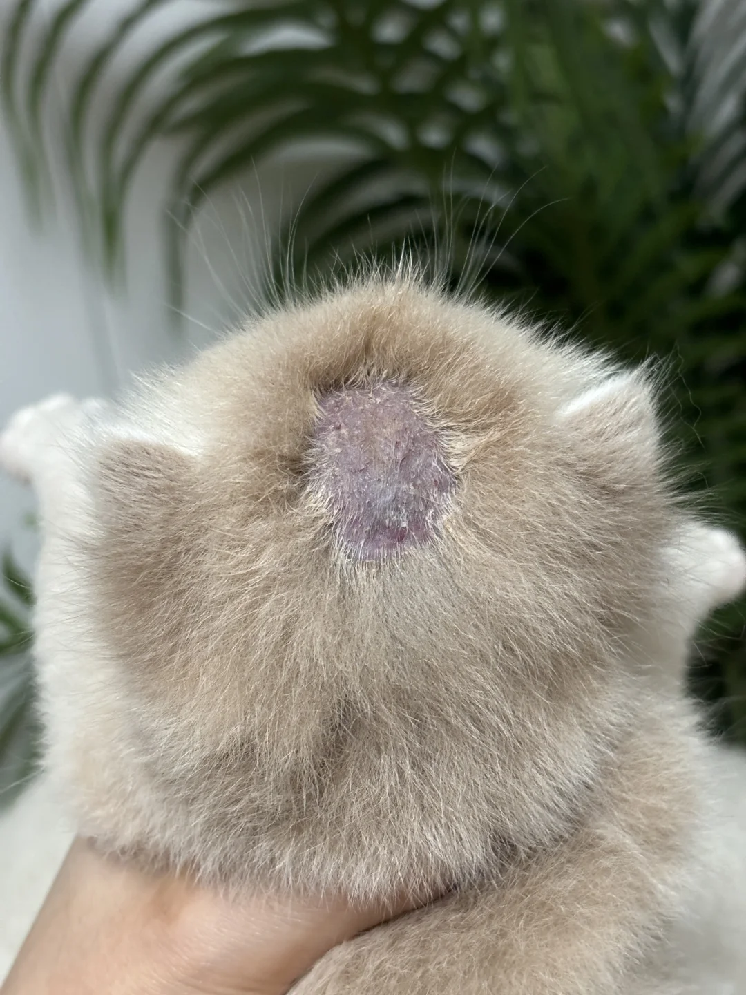 猫癣：是生性不爱笑吗？