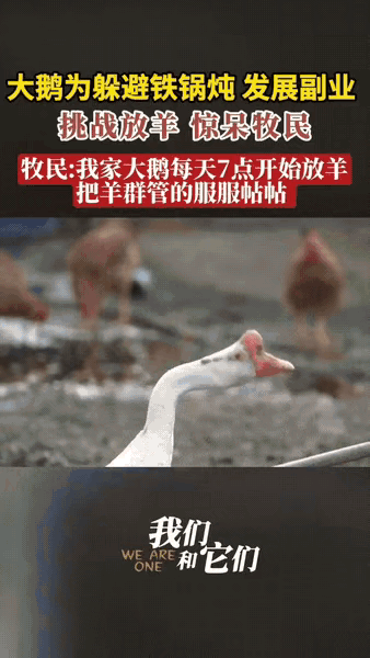 太有灵性了！牧民随口说要把大鹅炖了吃，大鹅急的“嘎嘎嘎”叫。第二天早上牧民照常去