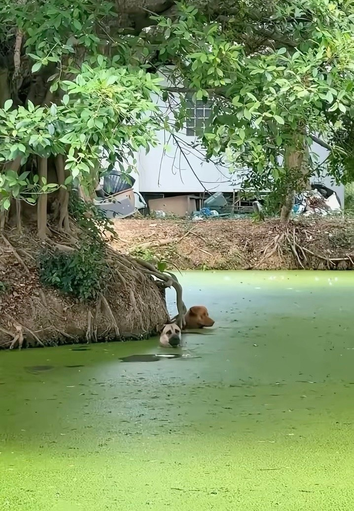 看到两狗子在池塘里泡澡后，网友按耐不住了…这种问题……可以解决