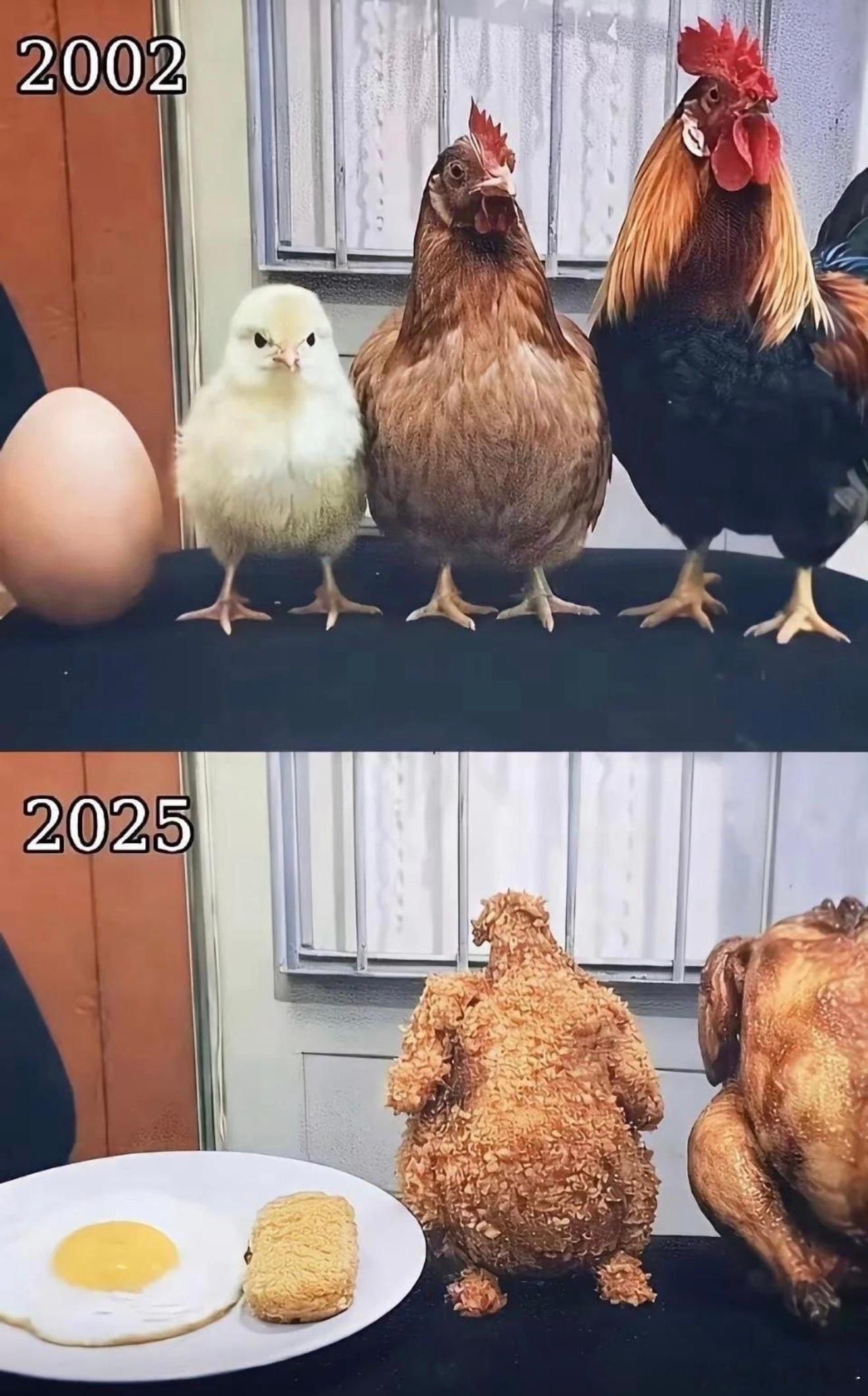 一个鸡的一辈子都经历了什么