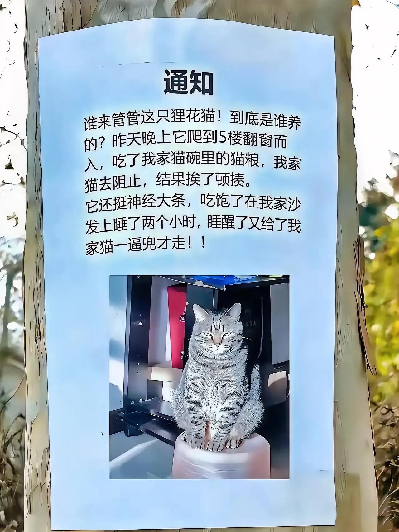 笑不活了！小区贴出“寻猫启事”，看完笑到捶墙😂这哪是“寻猫启事”，这分明是“罪