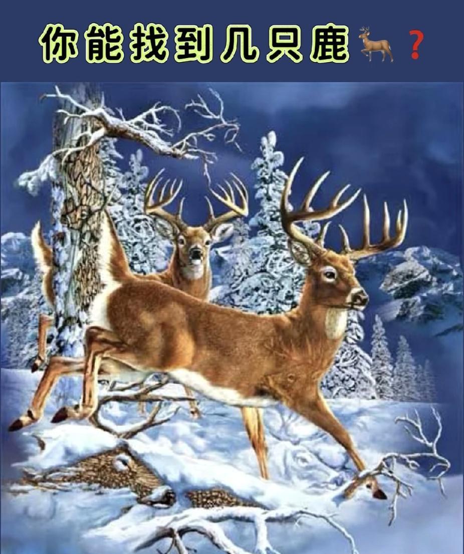据说只有1%的人能找全！雪地图里藏着11只鹿，快来挑战你的眼力