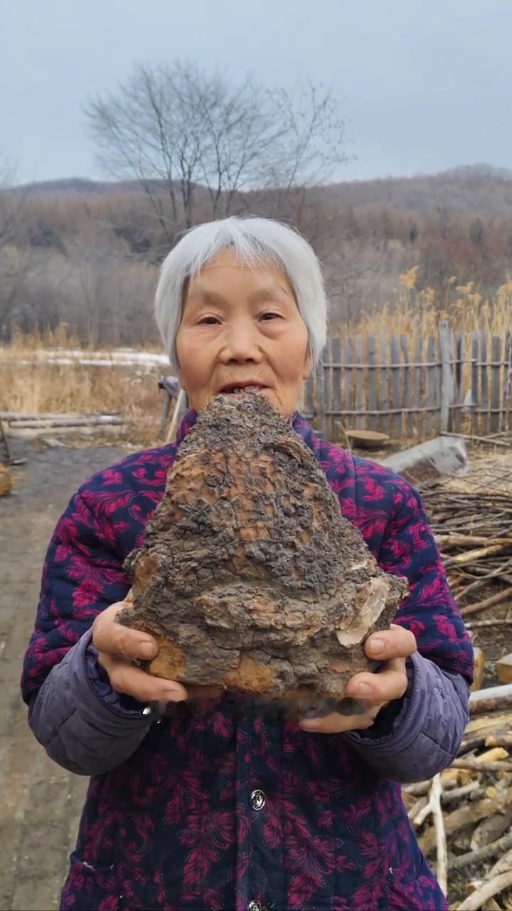 黑龙江原始大森林纯野生的桦树茸。我家是小兴安岭的主脉，原始大森林。这是邻居家采