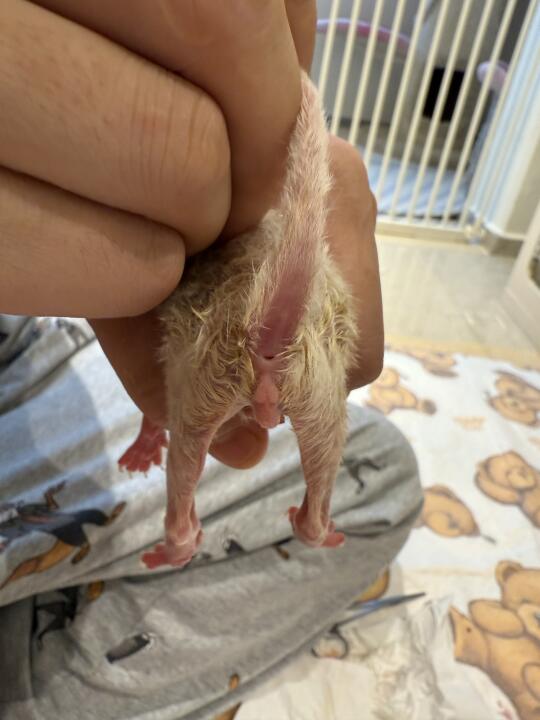 这天赋异禀的铃铛🥚出生就赢在了起跑线上🤣