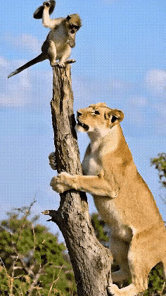 [🤛[加油]面对霸凌求生存，唯有绝地反击🤛[加油]]当今世