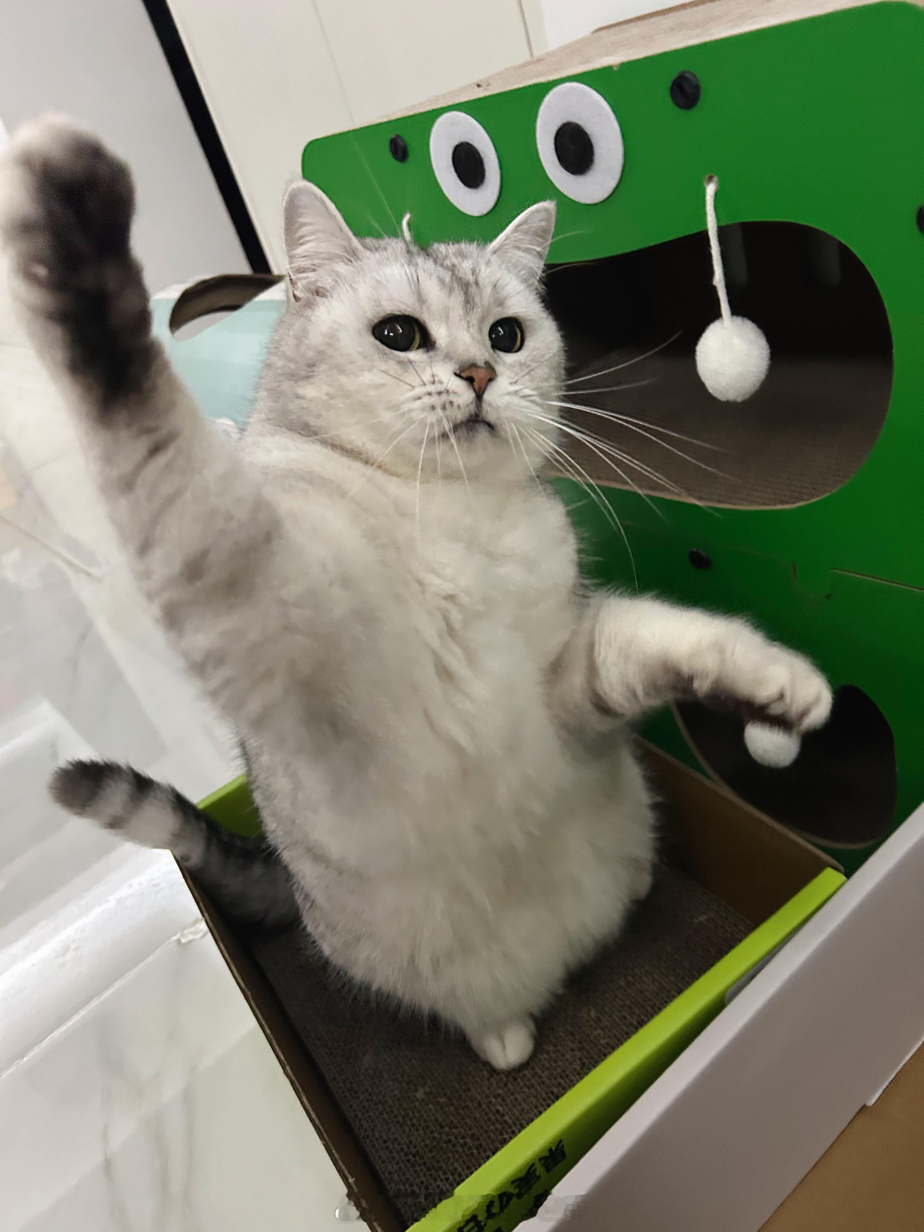 就知道他会喜欢这个不要钱的水果箱买了块纯素的猫抓板垫在了里面