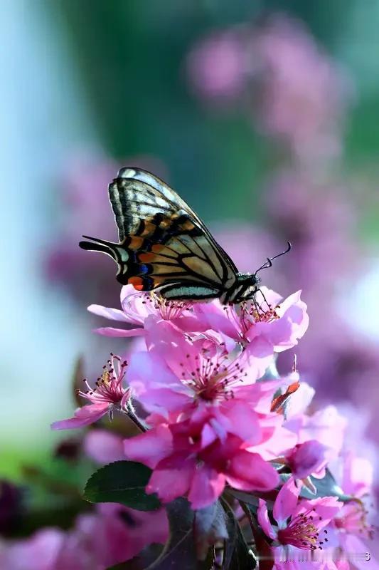 上联:莺啼柳畔吟晓露下联:蝶戏花间舞春风