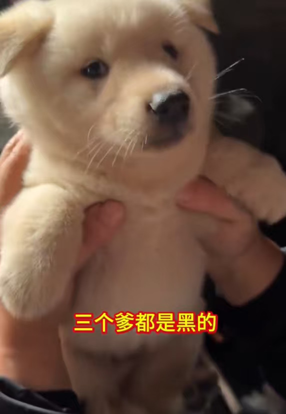 狗妈妈生着生着就没墨了它自己也很纳闷吧！