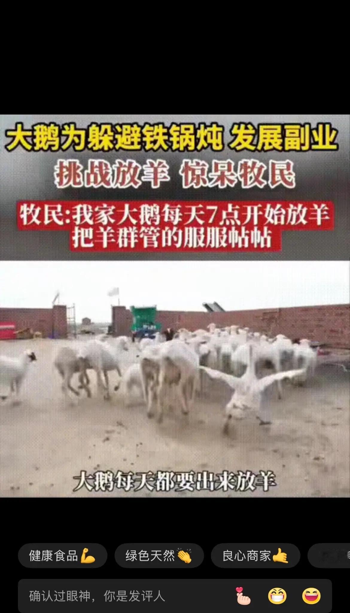 内蒙古牧民家大鹅成“放羊神器”，每天准点带队出圈，主人：舍不得炖了！内蒙古一个