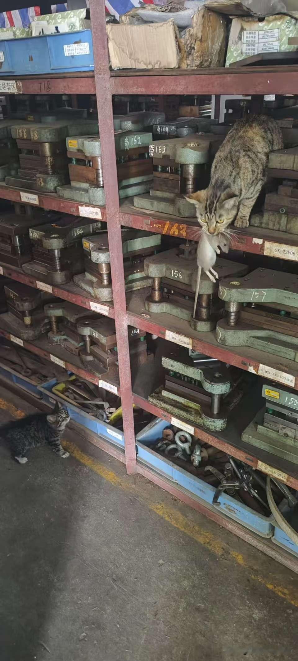 猫妈妈抓回来一只大老鼠，小猫激动坏了，双耳竖起，眼睛瞪得大大的，紧紧地望向猫妈妈