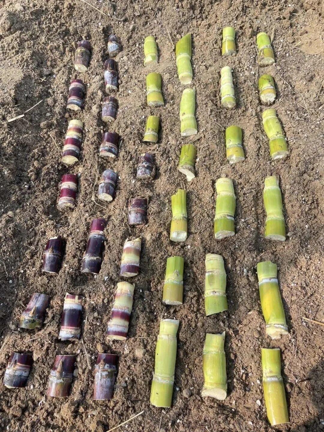 图一图二这是两家人种的甘蔗，请问哪一家种的长势好，收获高？