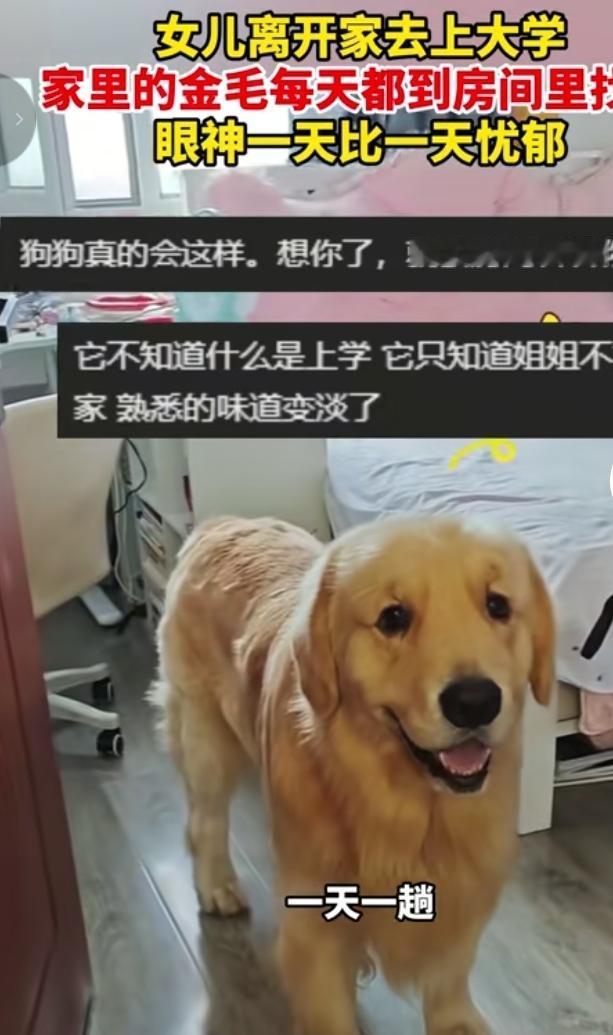 女儿去外地读大学之后，家里这只金毛每天都会准时走进姐姐的房间找人。它不懂什么是上