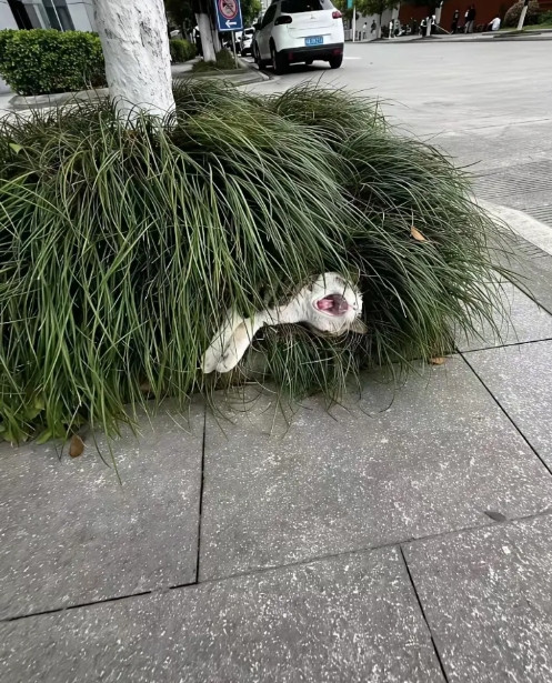 草丛里居然有一条菱斑响尾蛇！！！！